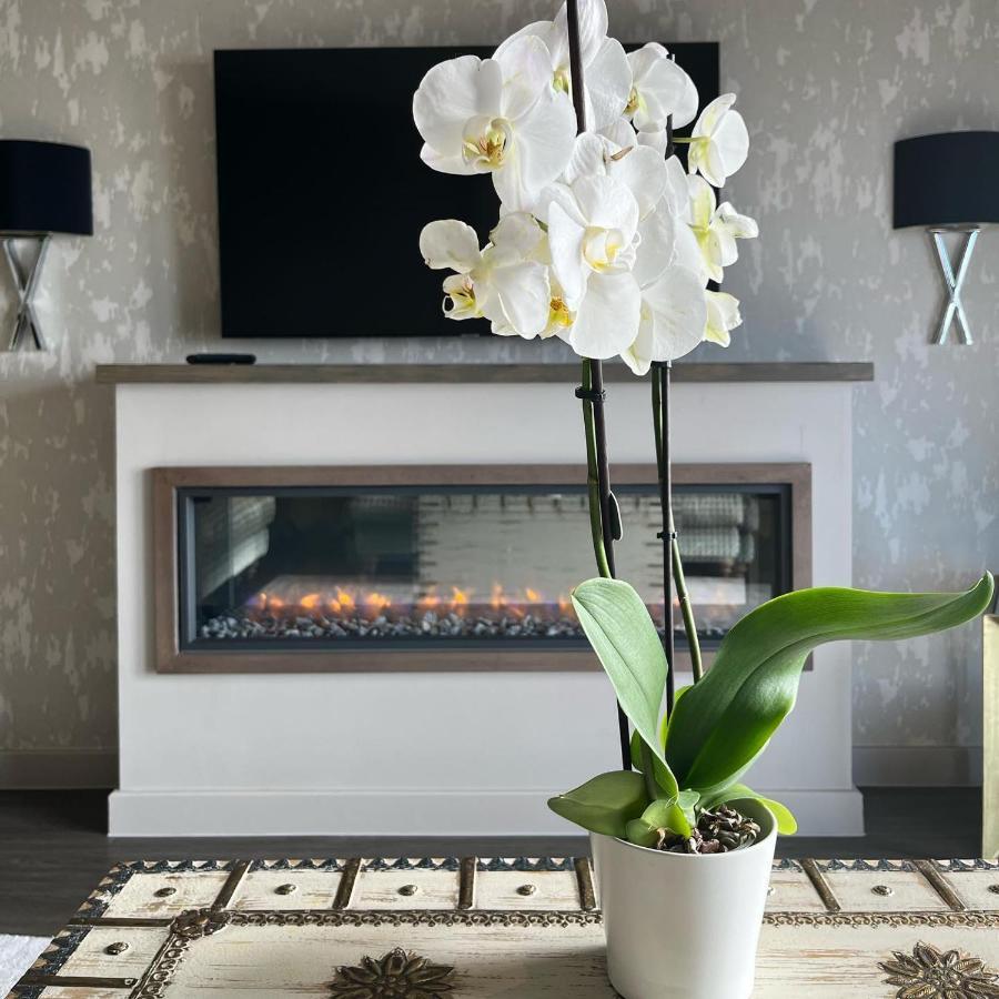 Boulevard Hotel Blackpool Esterno foto A white orchid in a living room
